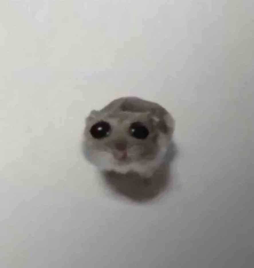 Picture of a hamster looking up at you